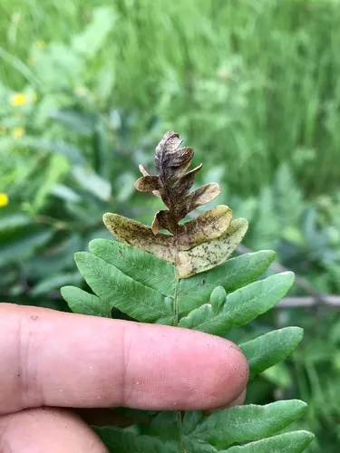 Chirosia spinosissima
