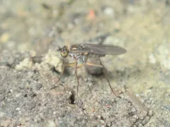 Campsicnemus hirtipes thumbnail 2