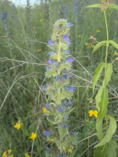 Bugloss Lace Bug thumbnail 3