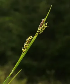Hasse's sedge thumbnail 3