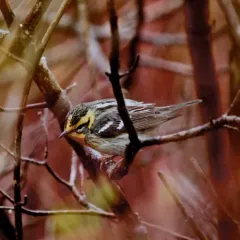 Blackburnian Warbler thumbnail 4
