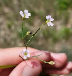 Tunicflower thumbnail 3