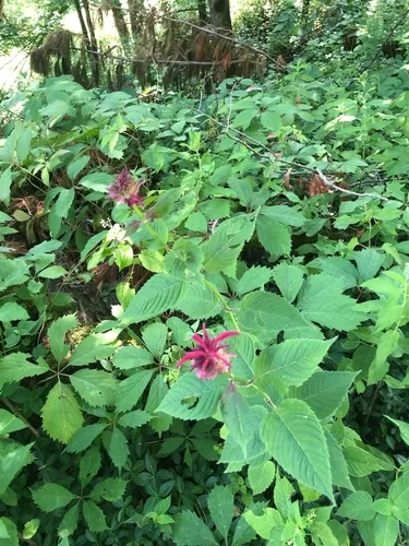 Purple Bergamot