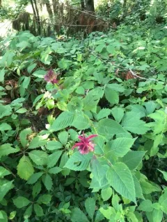 Purple Bergamot thumbnail 1