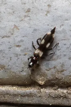 Aeolothrips melaleucus thumbnail 2