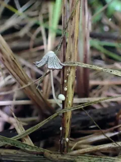 Coprinopsis friesii thumbnail 4