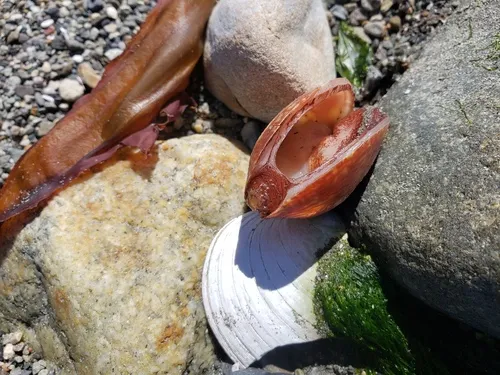 Broad Smoothcockle