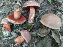 Perfumed Bolete thumbnail 3