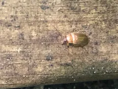 Isomira sericea thumbnail 3