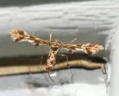 Grape Flower Plume Moth thumbnail 3