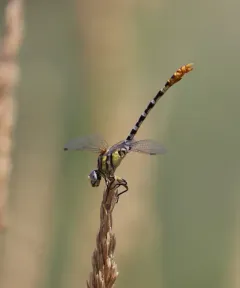White-belted Ringtail thumbnail 2