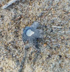 Smith's earthstar thumbnail 4