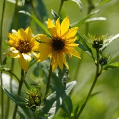 Nuttall's Sunflower thumbnail 2