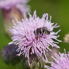 Oxybelus uniglumis thumbnail 3