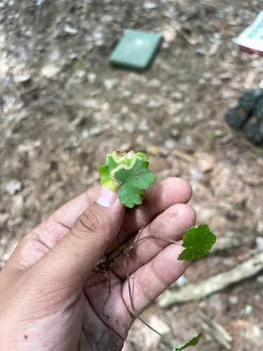 Phytomyza mitellae