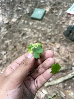 Phytomyza mitellae thumbnail 1