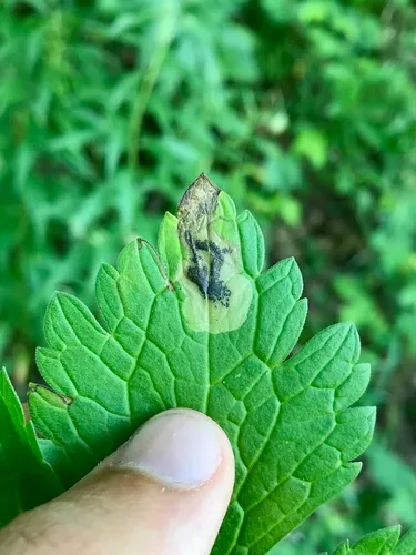 Parectopa geraniella