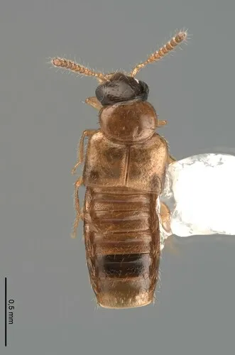 Gyrophaena michigana