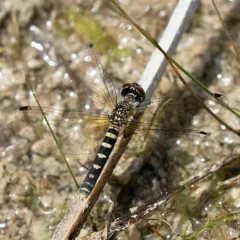 Elfin Skimmer thumbnail 4
