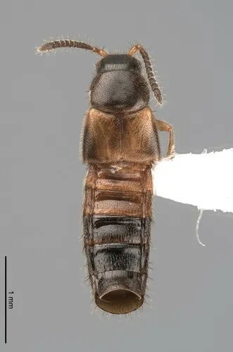 Atheta annexa