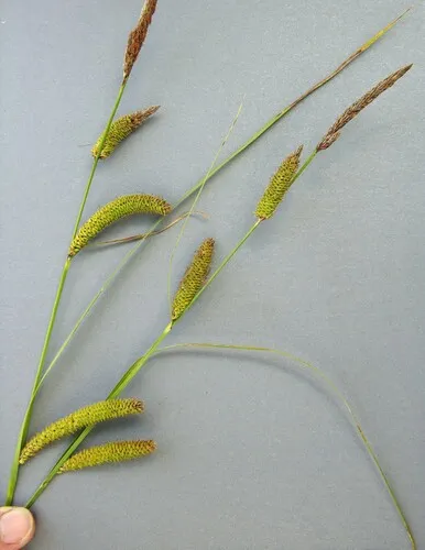 Santa Barbara sedge