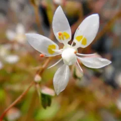 Russethair Saxifrage thumbnail 4