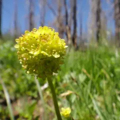 Tiny Swamp Saxifrage thumbnail 4