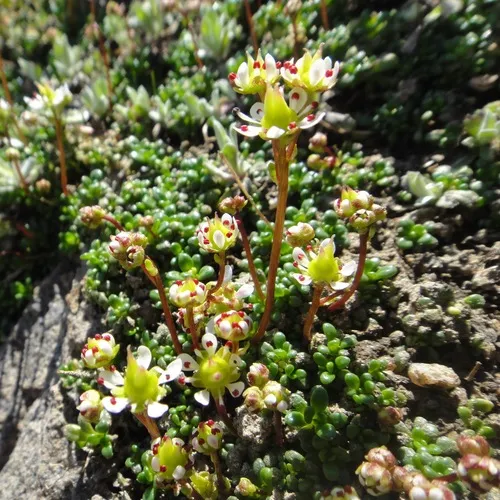 Tolmie's Saxifrage
