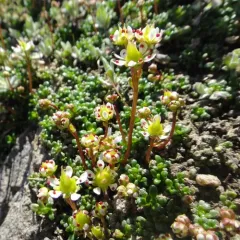 Tolmie's Saxifrage thumbnail 1