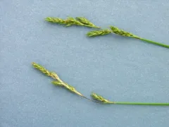 Bolander's sedge thumbnail 2