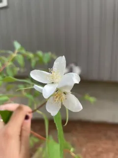 Scentless Mock Orange thumbnail 2