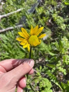 Nodding Dwarf Sunflower thumbnail 3