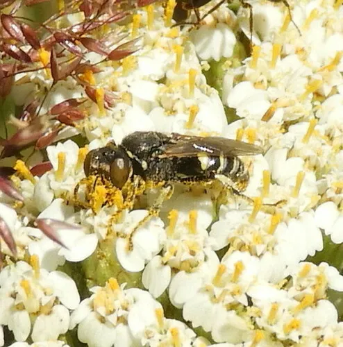 Oxybelus sericeus