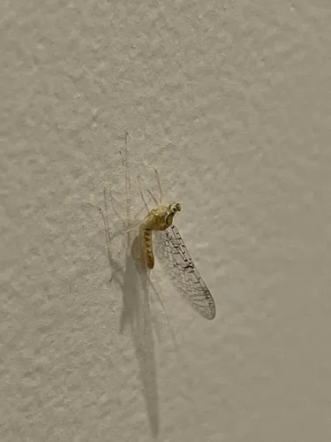Leucrocuta umbratica