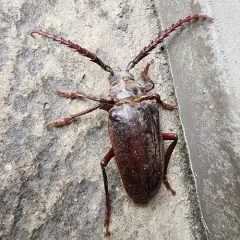 California Root Borer thumbnail 4