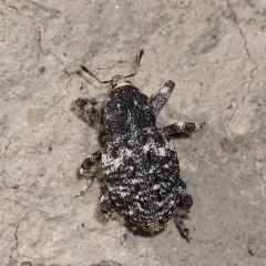 Gerstaeckeria porosa thumbnail 2