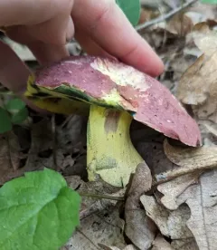 Butyriboletus roseopurpureus thumbnail 3