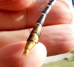 Flag-tailed Spinyleg thumbnail 3