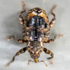 Plum Curculio thumbnail 2