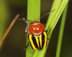 Hump-necked Cryptocephalus thumbnail 3