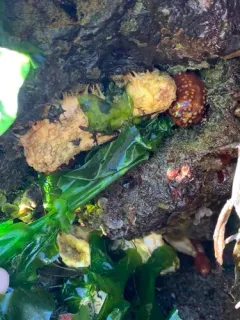 False White Sea Cucumber thumbnail 3