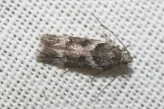 Crepuscular rock-rose moth thumbnail 2