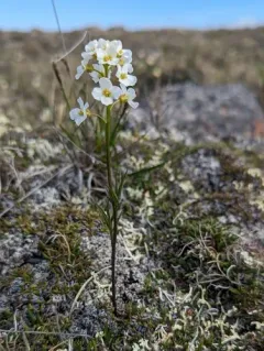Richardson's bittercress thumbnail 2