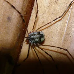 Leptobunus parvulus thumbnail 4