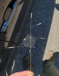 North Africa Grass thumbnail 4