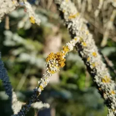 Golden-eye Lichen thumbnail 2