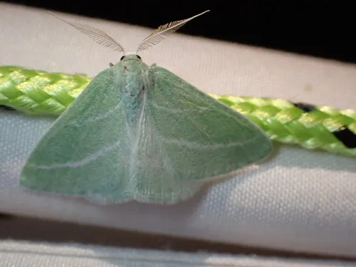 Oblique-striped Emerald