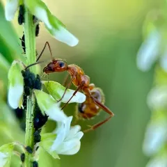 Uncertain Field Ant thumbnail 2