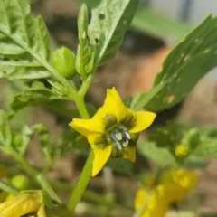 Large-flowered Tomatillo thumbnail 4