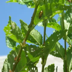 Elm Leaf Beetle thumbnail 4
